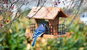 Delight of Bird feeders