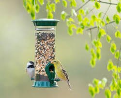 Suet Feeders