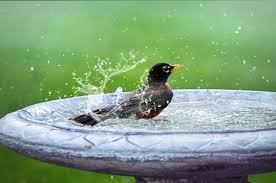 The Beauty of Bird Baths