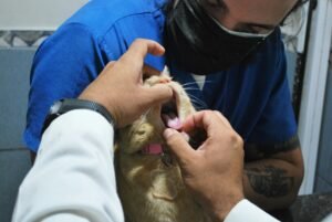 A veterinarian inspects a cat's teeth during a check-up in a veterinary clinic setting.